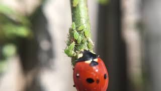 Ladybug eating aphids - three in succession - GRUESOME!