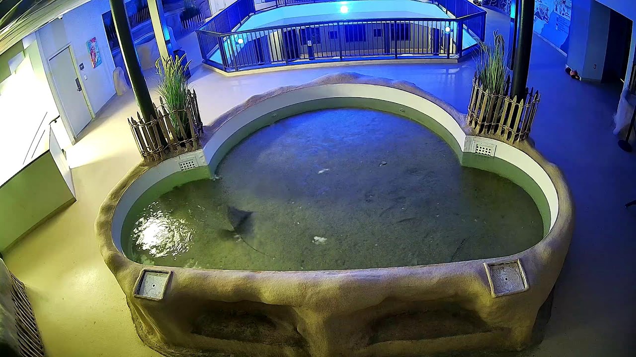 Live webcam view of Acuario de rayas y contacto