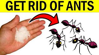 How to Get Rid of Ants Naturally | Fast, Cheap and Easy