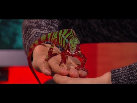 mit tanácsolsz a rossz lehelet ellen kezeljük a helminthiasist