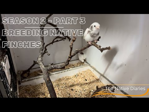 Breeding native British Finches - Season 2 Part 2