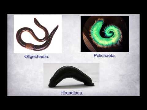 Moluscos e Anelídeos