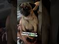 Pug Cries Over Pup Cup 😂