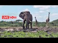 ol Donyo Lodge | Wildlife Live Stream – Kenya