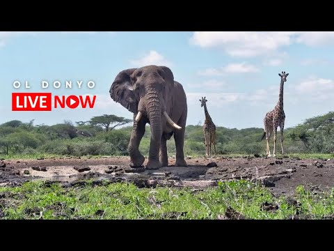 ol Donyo Lodge LIVE Africam Wildlife Stream – Kenya