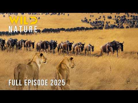 THE LAST MIGRATION | A Journey Across Africa’s Forgotten Wilderness #naturedocumentaries