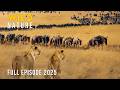 THE LAST MIGRATION A Journey Across Africa S Forgotten Wilderness Naturedocumentaries