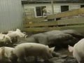 Sesame Street Creature Feature The Pig