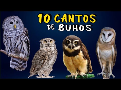 MYSTERIOUS NIGHTTIME SONGS! of Mexican Owls 😨 Birds that Sing at Night 🦉🎶