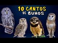 ¡MISTERIOSOS CANTOS NOCTURNOS! de Buhos de Mexico 😨 Aves que Cantan de Noche 🦉🎶