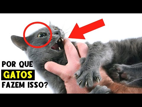 Um Bicho Curioso and Caramelinho