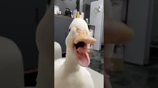 Download lagu Suara bebek seperti ketawa bikin ngakak abis 😂🤣 #suara #bebek #lucu #viral #fyp #shorts #funny mp3