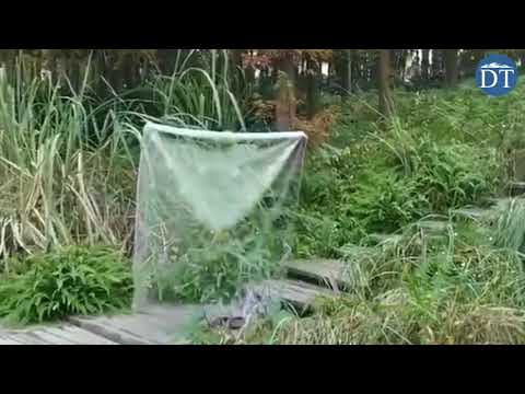 China's 'Quantum Invisibility Cloak'