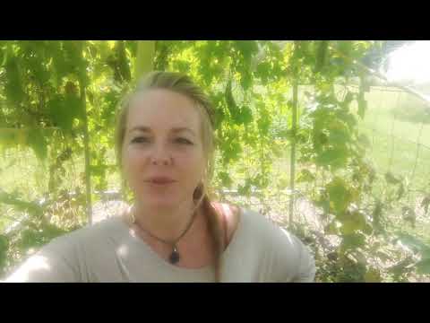 Luffa Gourd Harvesting Zones 5-6 Part 1/3