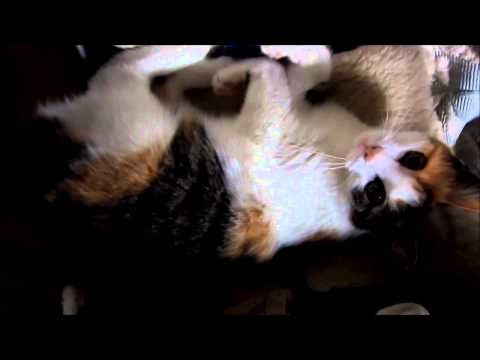 Helmillä on halipula