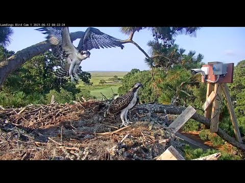 Eldest Osprey Chick Fledges From Savannah Nest! – June 12, 2021