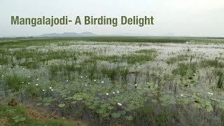 preview picture of video 'Mangalajodi - A Birding Delight'
