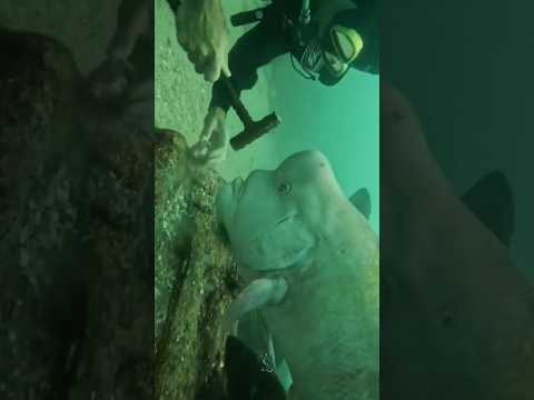 The diver who made friends with a wild fish.