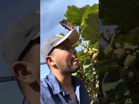 Algeciras Huila que buenos cultivos #plantas #camposbatalla