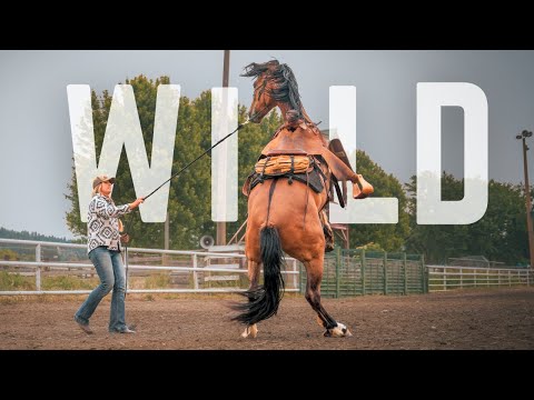 The Reality of Training a Wild Mustang