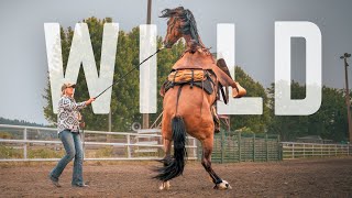 The Reality of Training a Wild Mustang