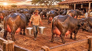 Como FAZENDEIROS produzem MILHÕES de litros de leite de búfalas/O Brasil Está Ignorando esse Mercado