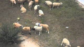 bagarre de moutons