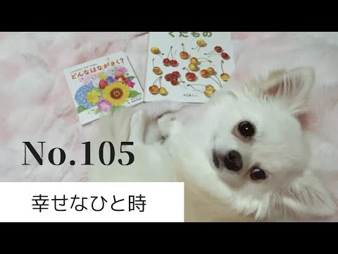 ポメラニアンのルル