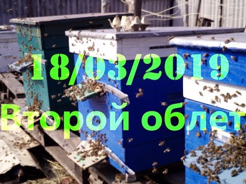 Второй облет в марте радует глаз пчеловода любителя. 18/03/2019