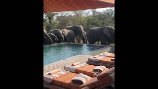 Download lagu Becoming one with nature at the &Beyond Phinda Homestead in South Africa 🐘cc: @matt_durell mp3 Download lagu Becoming one with nature at the &Beyond Phinda Homestead in South Africa 🐘cc: @matt_durell mp3