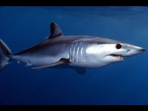 Facts: The Mako Shark