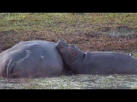Djuma: Elephant herd comes for a drink - 16:30 - 06/12/21