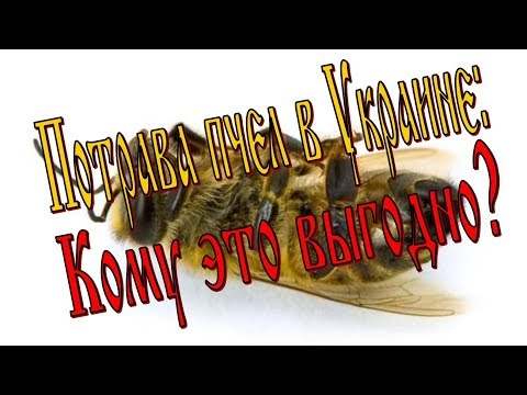 Потрава пчел: КТО и ЗАЧЕМ травит пчел в Украине?