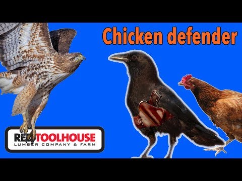 How to keep hawks from killing your chickens