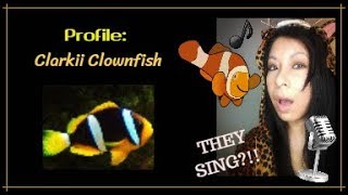 Profile: Clarkii Clownfish