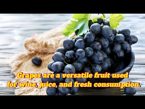 Grapes are a versatile fruit used for wine, juice and fresh consumption #fruits #viralvideo #farming