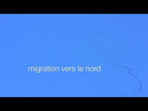 pourquoi la grue cendree vole en v
