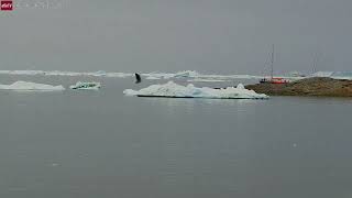 Aug 30, 2025: Humpback Whale Spotted Breaching in Ilulissat, Greenland
