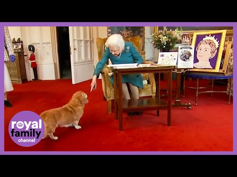 ADORABLE Moment Between Queen and her Pet Dorgi 🥺