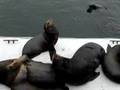 Sea Lions Barking