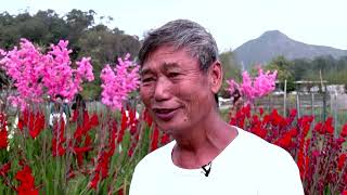 Hong Kong flower farmer burns Lunar New Year's stock