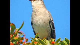 pharoah sanders bird song remix