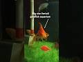 Big Size Fantail Goldfish Aquarium Shorts Short Aquarium Goldfish Aquariumfish Viral Fish