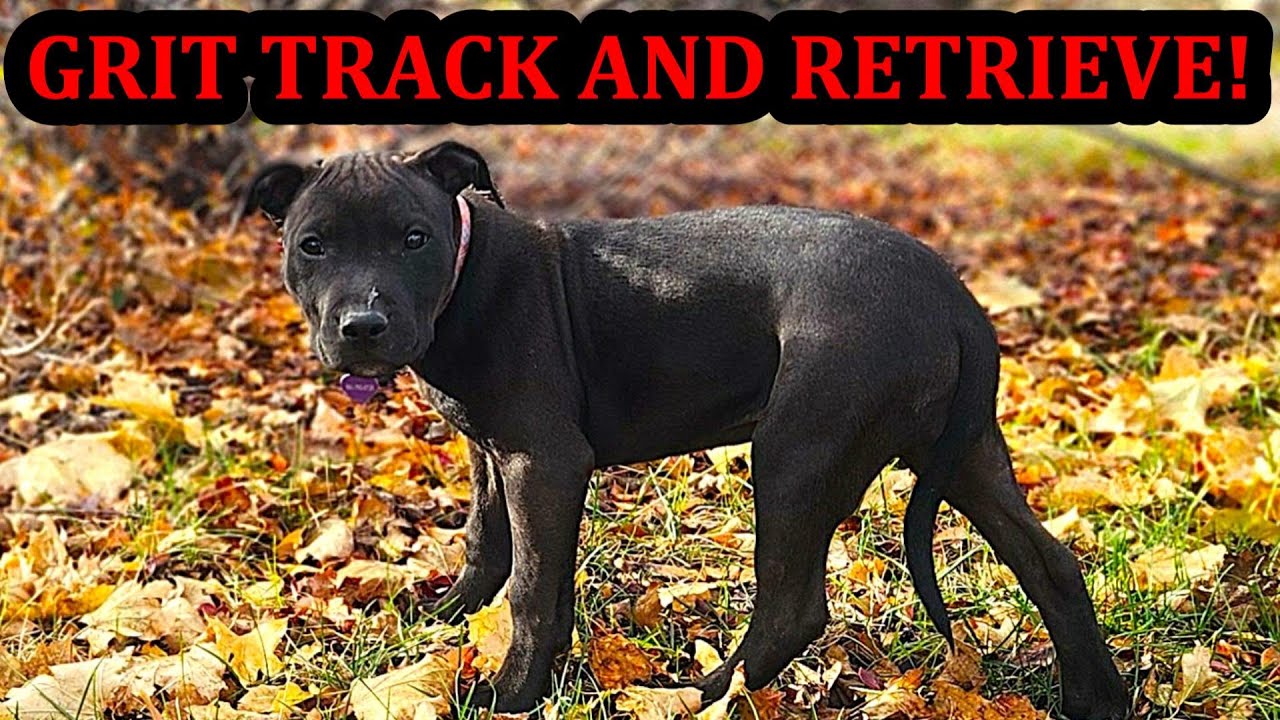 Grit 9 Weeks Old Tracking and Free Shaping Like Her Mom Bindi