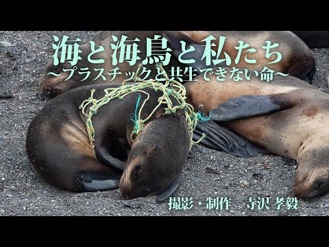 なぜ海鳥はプラスチックを食べるのでしょうか?