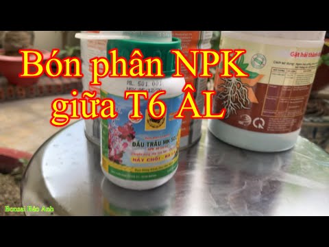 Bón NPK để lấy thêm nhiều cơ đọt - chăm sóc mai vàng giữa T6 ÂL