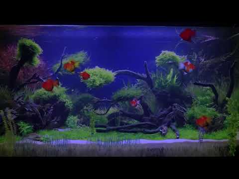 Música para Bebês - Com Sons da Natureza - Dormir e Relaxar