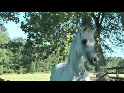 Se Stallion Sahib (NK Soraya x Salaa El Dine)