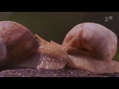 Svenska Dialektmysterier Avsnitt 1   Svenska Dialekter online video cutter com