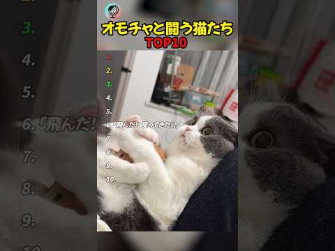 オモチャと闘う猫たち TOP10